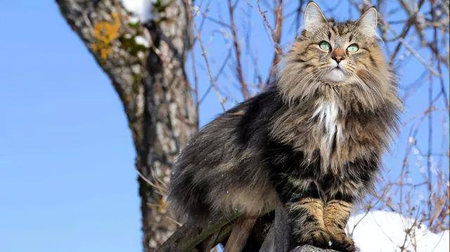 西伯利亞森林貓緬因貓區别（挪威森林貓和西伯利亞森林貓）4