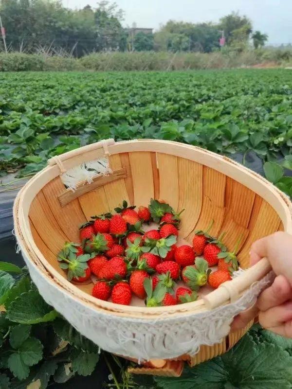 紅美人柑橘采摘杭州周邊（采摘地圖來了有草莓）21