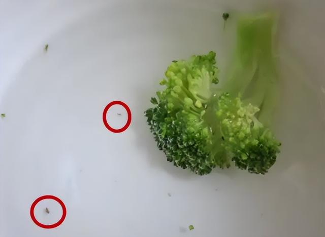 蔬菜上的寄生蟲對人有危害嗎（很多人愛吃的蔬菜）4