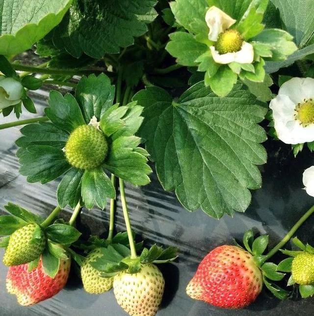 草莓花苞為什麼是綠色的（草莓表面上的黃色顆粒才是種子）1