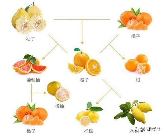 柑橘家族複雜曆史（混亂的柑橘家族）2