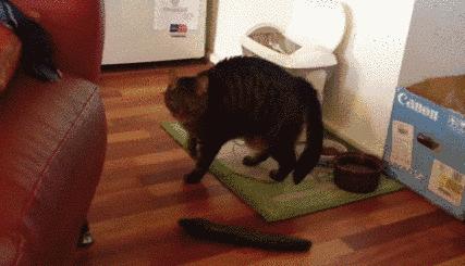 為什麼貓咪會怕黃瓜啊（貓咪為什麼會害怕黃瓜）4