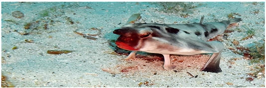 30種最怪異的海洋生物（深海中15種奇怪且可怕的海洋生物）8