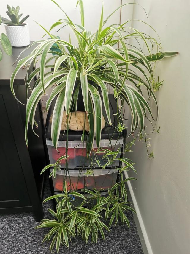 适合室内養的10種植物（在室内啥植物都養不好）9