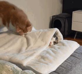 貓咪為什麼喜歡鑽在床底下（為啥貓咪喜歡鑽你的被窩）4