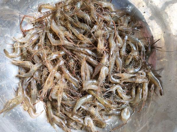 20斤以上的海産蝦有哪些特點