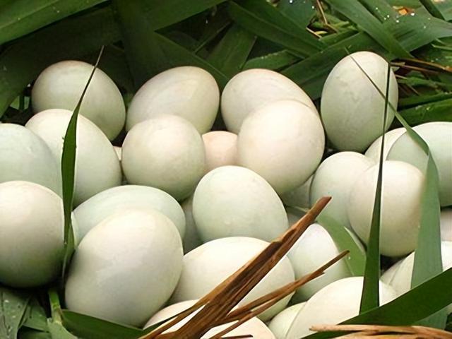 平常吃蛋是雞蛋好還是鴨蛋好（為什麼都提倡吃雞蛋）5