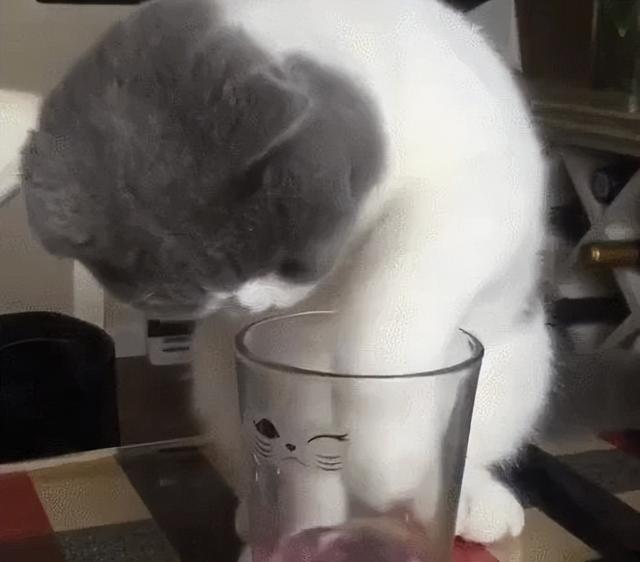 小貓咪怎麼才能吃飯（如何增加小貓咪喝水呢）5
