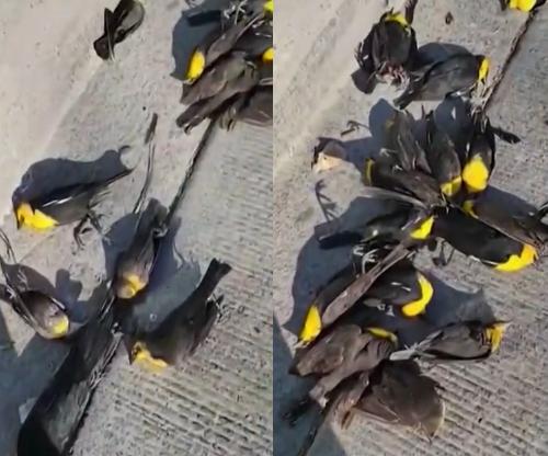 黑鳥被擊落（黑壓壓的鳥群從空中墜落死亡）14