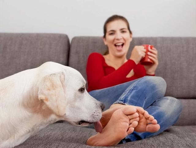 狗狗為什麼老是舔自己腳（狗狗為何舔你的腳）8