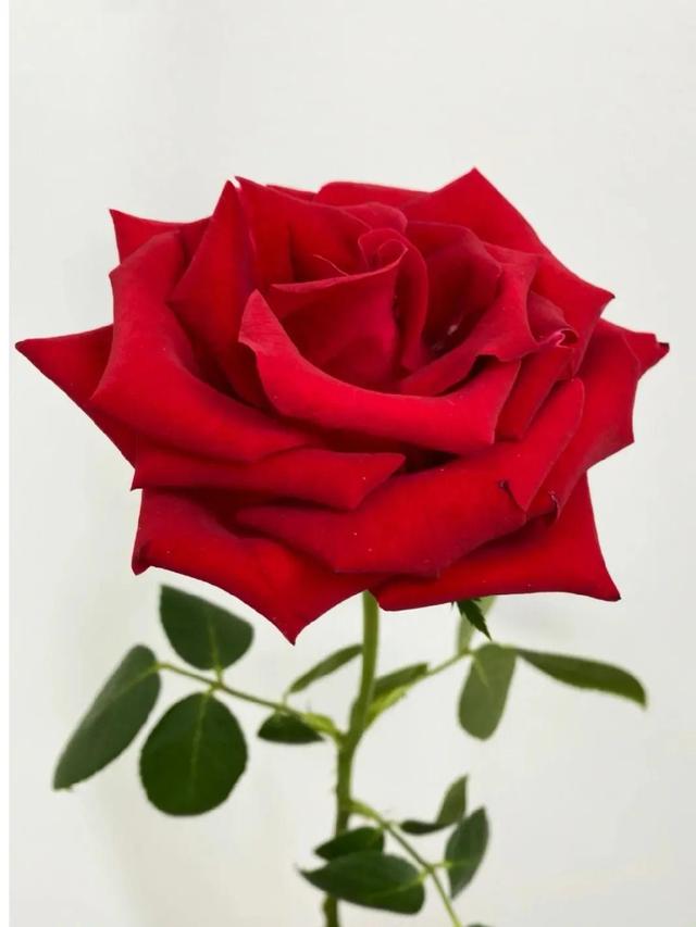 紅色玫瑰品種有哪些（16個不同品種的紅玫瑰）1