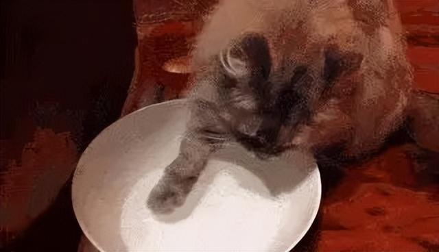 小貓咪怎麼才能吃飯（如何增加小貓咪喝水呢）7