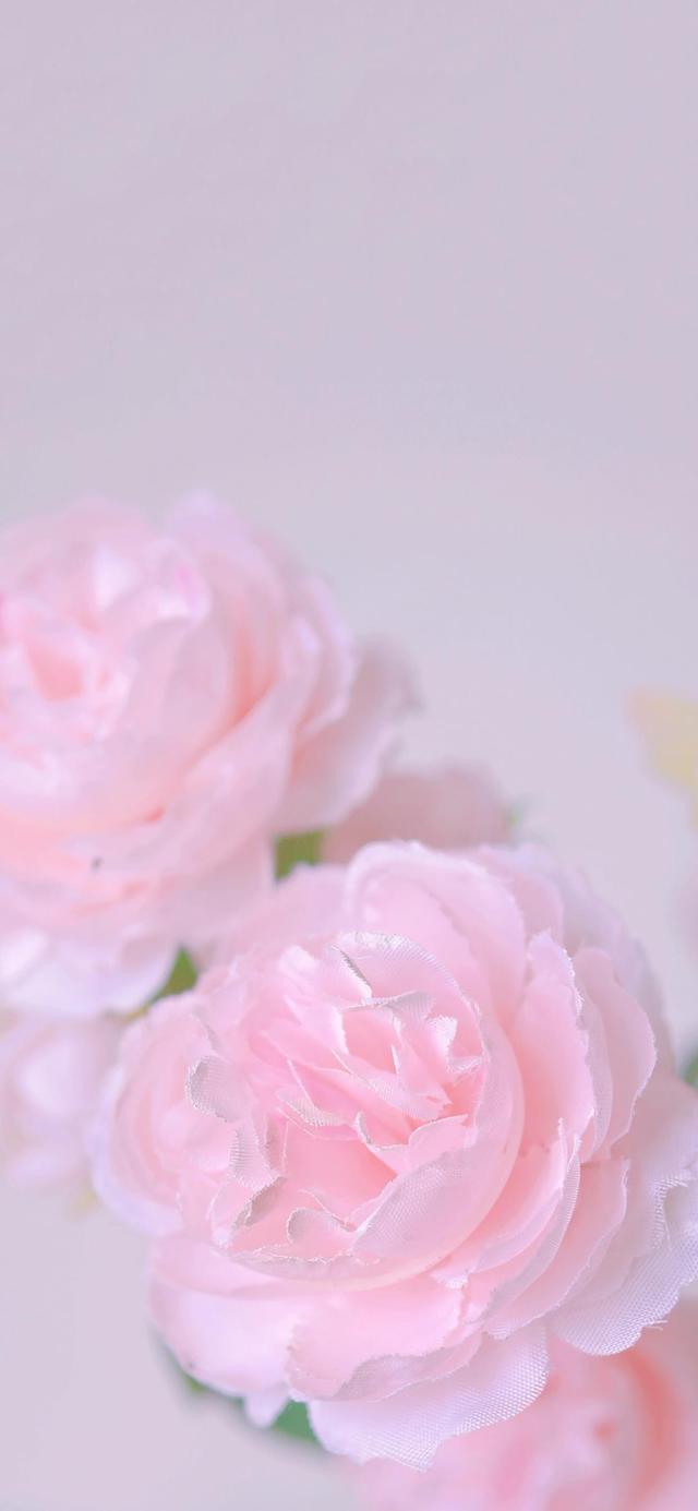 粉紅色的玫瑰的花語是什麼（你知道粉色玫瑰的花語是什麼嗎）6