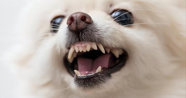 狗狗換牙一般都是哪個牙（狗狗換牙的幾個小常識）3