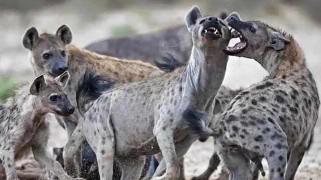 斑鬣狗的生理（為什麼斑鬣狗熱衷于掏肛）11