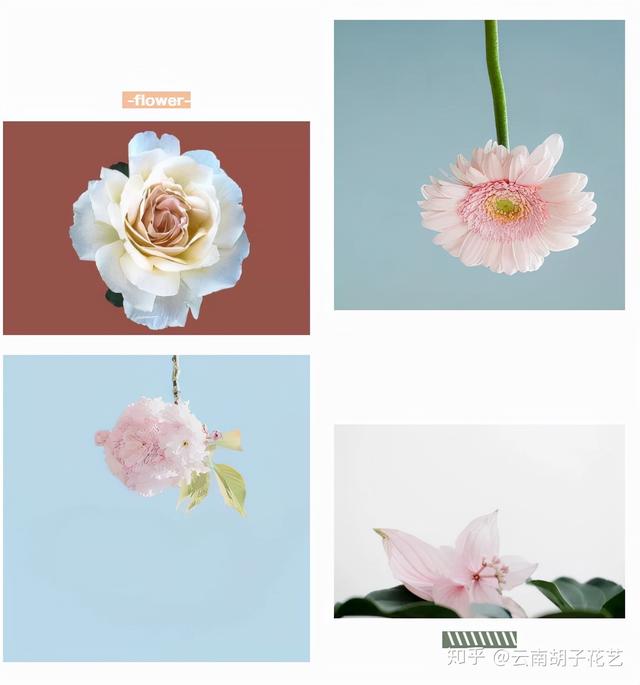 花藝常用的團狀花材有哪些（花材分類）3