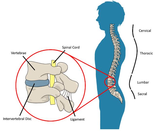 哪個動作最能體現脊柱的穩定性（什麼是脊柱中立位）3