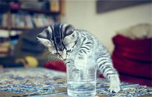 貓咪原來喝水正常這幾天幾乎不喝（不愛喝水的貓讓鏟屎官發愁）3