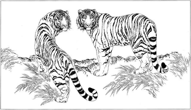 老虎卡通畫2022虎年（28張老虎黑白線描圖）14