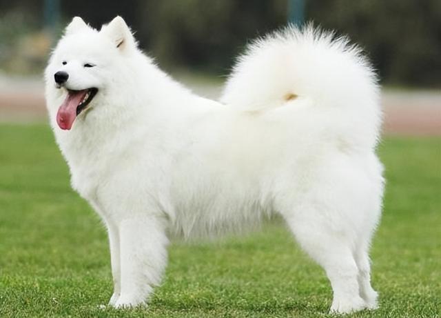 白色毛毛的狗狗是什麼品種（白色毛發的寵物狗有哪些品種呢）1