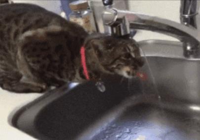 貓咪不愛喝水怎麼辦養貓必備（貓咪到底能喝什麼水）6