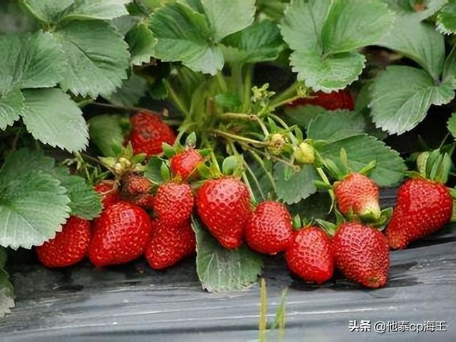 草莓怎樣才能做好吃