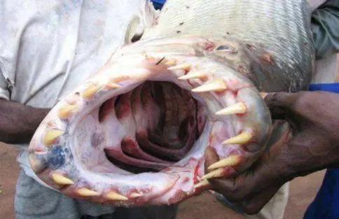 世界上最大的食人魚排名（世界最兇猛的魚）23