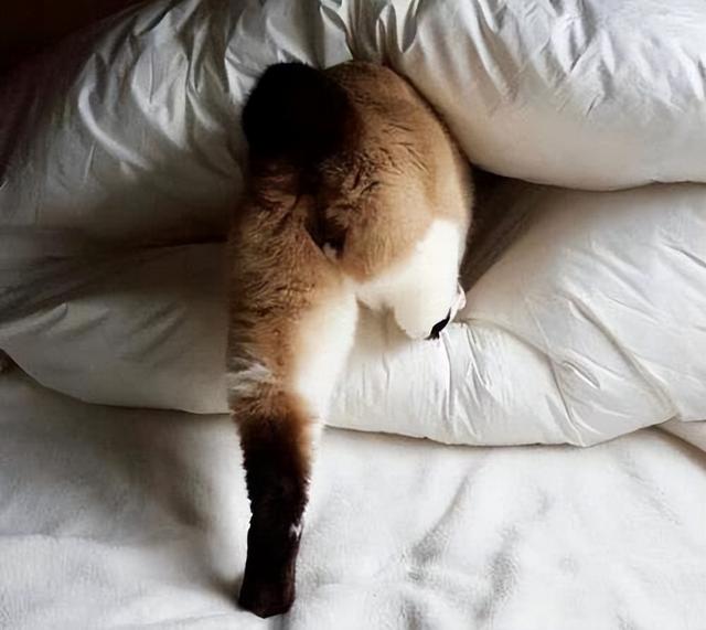 貓咪為什麼喜歡鑽在床底下（為啥貓咪喜歡鑽你的被窩）3