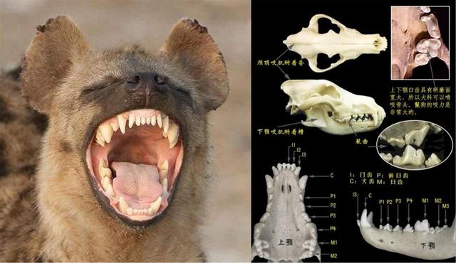 斑鬣狗有沒有尾巴（斑鬣狗為何熱衷于掏肛）2