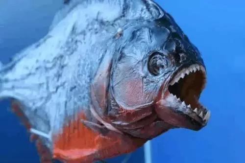 世界上最大的食人魚排名（世界最兇猛的魚）25