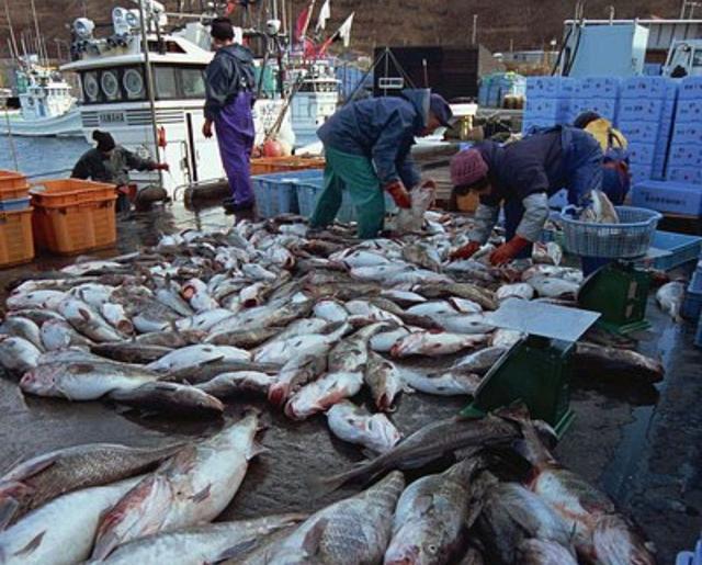 銀鳕魚和鳕魚的營養成分有區别嗎（鳕魚和銀鳕魚是什麼美味）6