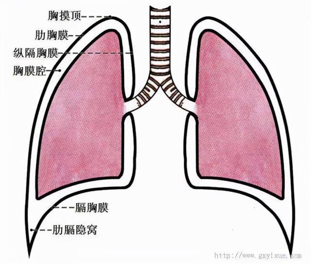 肺大泡多久會變大（肺大泡會随着時間推移變大變多嗎）3
