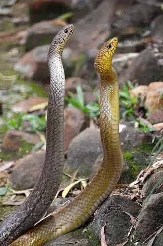 什麼品種的蛇能當寵物蛇（性情兇猛體型龐大）2