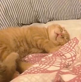 貓咪為什麼喜歡鑽在床底下（為啥貓咪喜歡鑽你的被窩）6