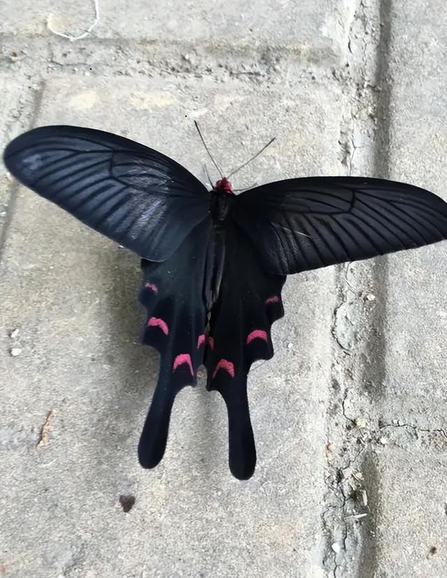 看見黑蝴蝶預示着什麼（看到黑色的蝴蝶是什麼預兆）3