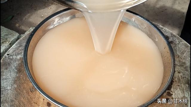 野果涼粉的制作方法（它是制作白涼粉的天然原料）10