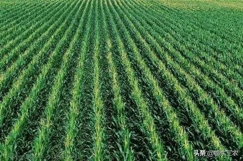 玉米一畝地種多少棵高産（農戶種春玉米一畝種4400株）2