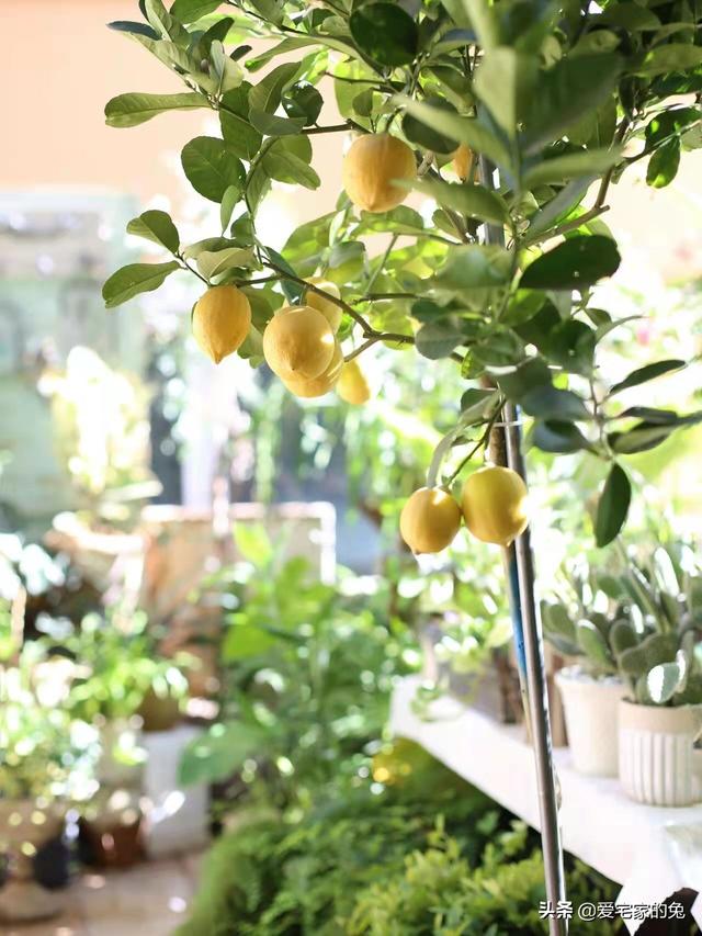 檸檬樹客廳大盆栽（用檸檬樹當軟裝也太絕了）7