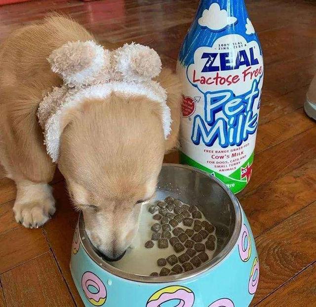 狗狗到底可以喝純牛奶嗎（不建議你給狗狗喂牛奶）5