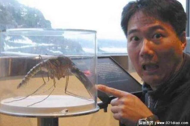 世界最大蚊子（帶你看世界最大的蚊子）2