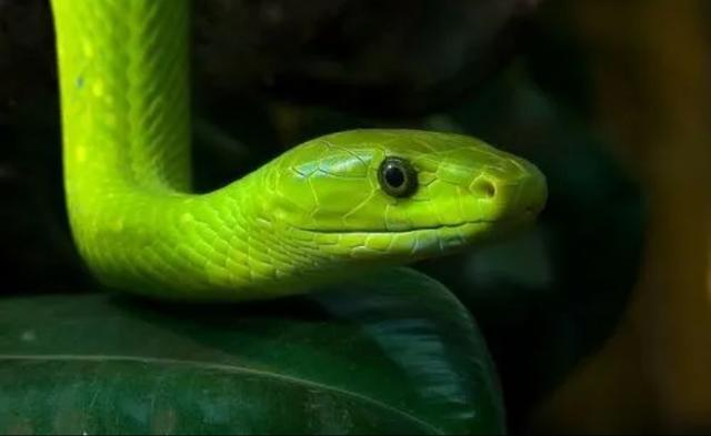 世界上十大無毒蛇有哪些（世界上有哪些綠色的蛇）6