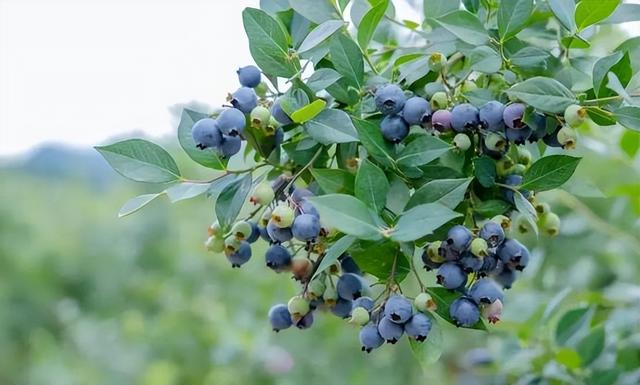 藍莓哪個品種适合北方好吃（藍莓好吃卻太貴）1