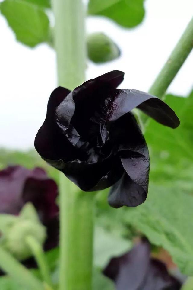 超級美麗的花朵（分享美麗黑色花朵）5