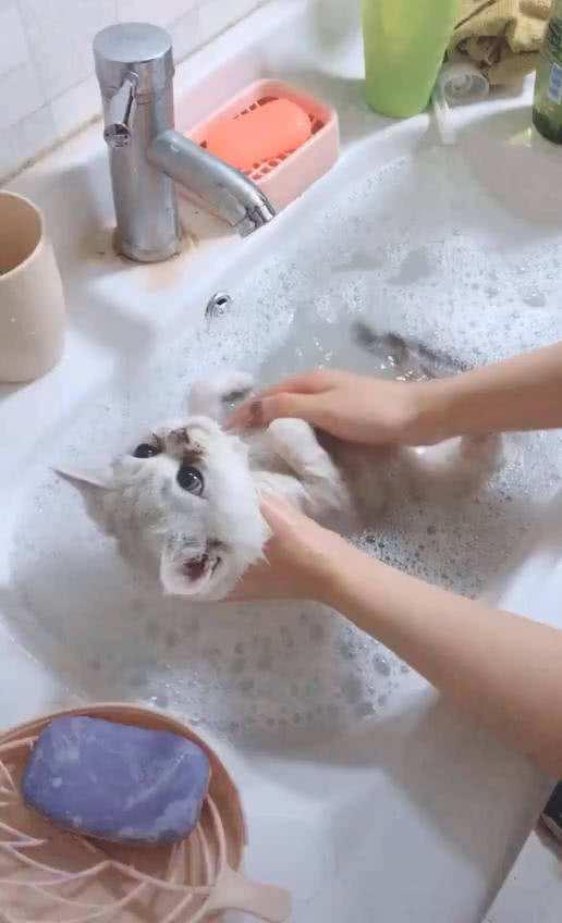 貓咪不怕水的嗎