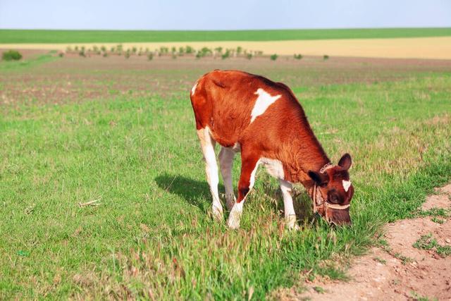 繁育母牛應注意幾個主要環節（啥樣的母牛不生育）3
