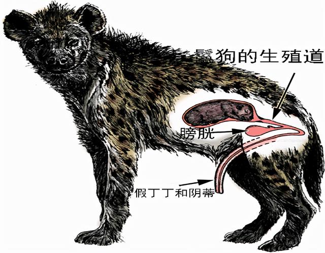 鬣狗群一般有幾隻雄性鬣狗（雌性為何長出雄性器官）1