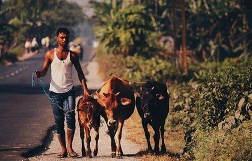 印度牛塊狀皮膚病爆發是真的嗎