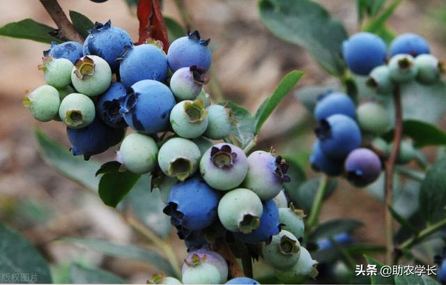 哪個品種的藍莓成熟晚（藍莓品種怎麼分類）3