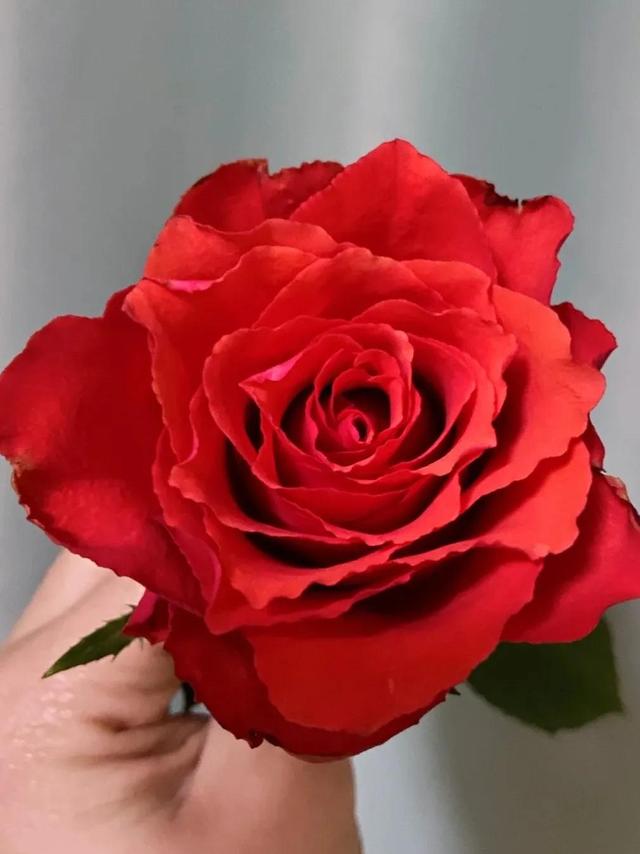 紅色玫瑰品種有哪些（16個不同品種的紅玫瑰）10