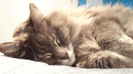 貓咪為什麼喜歡像人一樣睡覺（貓咪喜歡和人睡覺）9